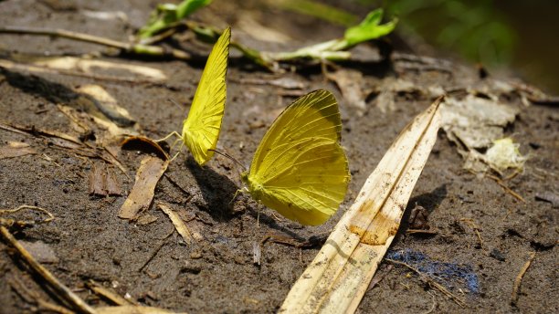 黄色的蝴蝶图片下载