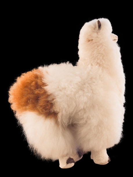 大型软玩具羊驼制成的天然米色羊毛，隔离图片下载