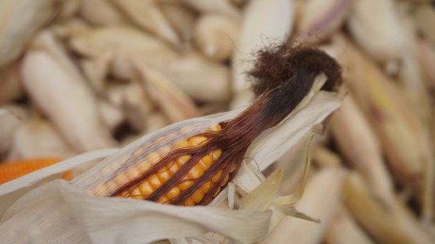 收割玉米图片下载