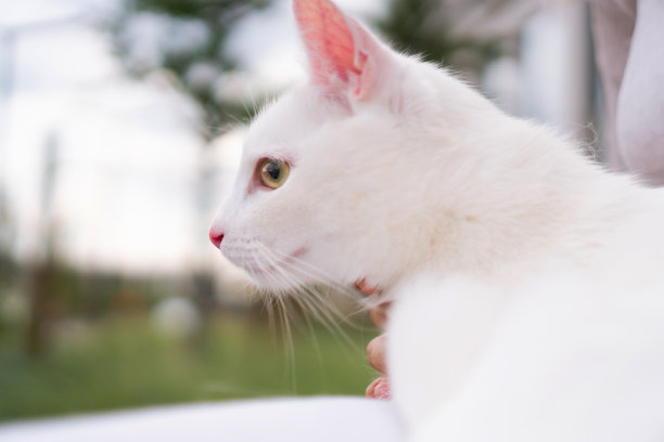 一只白猫图片下载