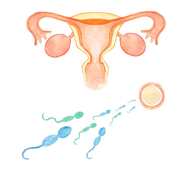 怀孕的插图图片下载