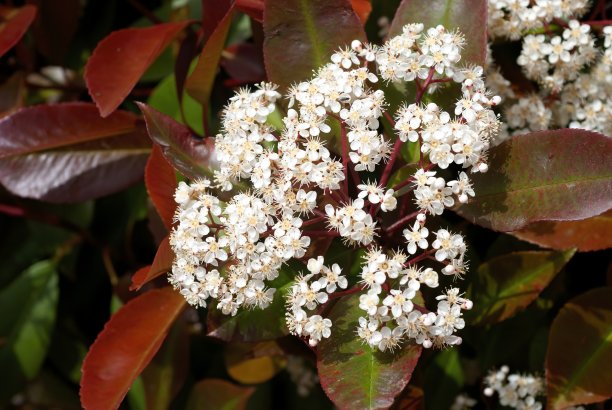 石楠，石楠，石楠图片下载