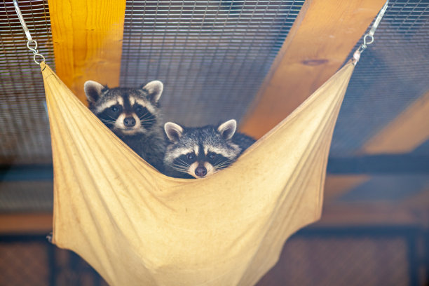 笼子里的浣熊从床上往外看。动物园里的动物图片下载