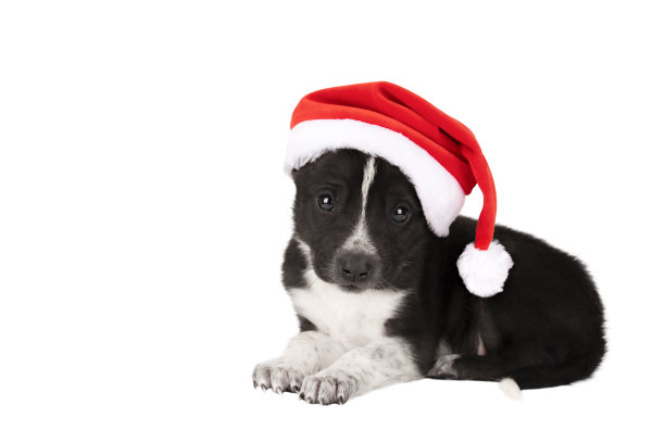 小狗在圣诞节的红帽子孤立图片下载