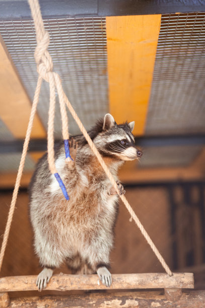 笼子里的浣熊从床上往外看。动物园里的动物图片下载