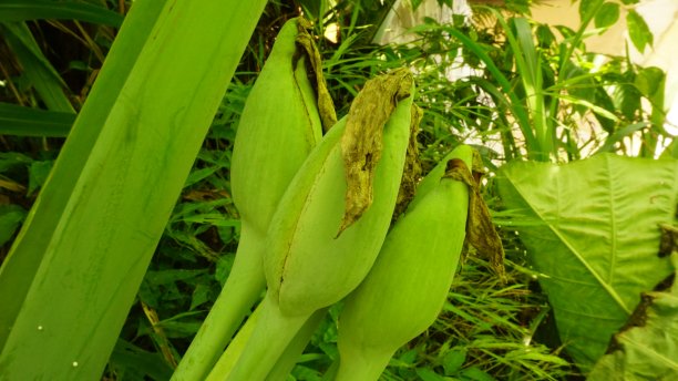 芋头花图片下载