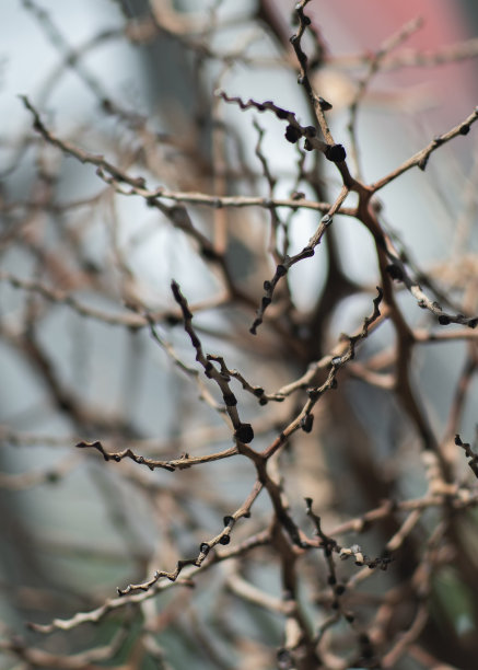 靠近后面有光的小树枝图片下载