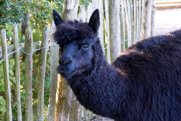 深棕色的羊驼看着镜头图片下载