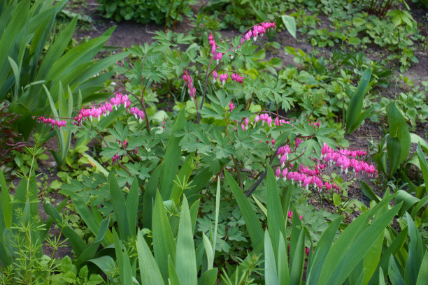 心形的粉红色和白色花的亚洲流血的心在四月图片下载