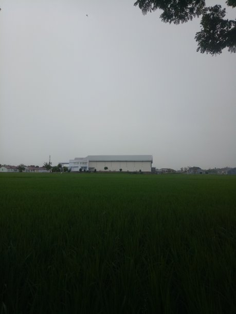 稻田中间的一幢大楼图片下载