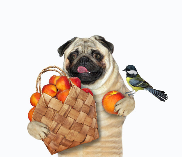 狗狗抱着一篮子桃子图片下载