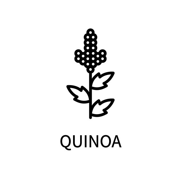 简单风格的藜麦线图标。健康食品。自然的产品。矢量符号在一个简单的风格孤立在一个白色的背景图片下载