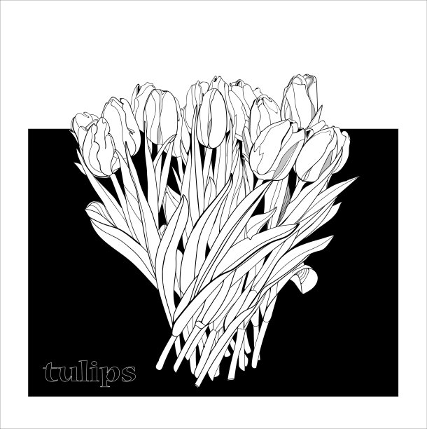 白色郁金香花束，素描矢量图形插图上的黑色背景图片下载