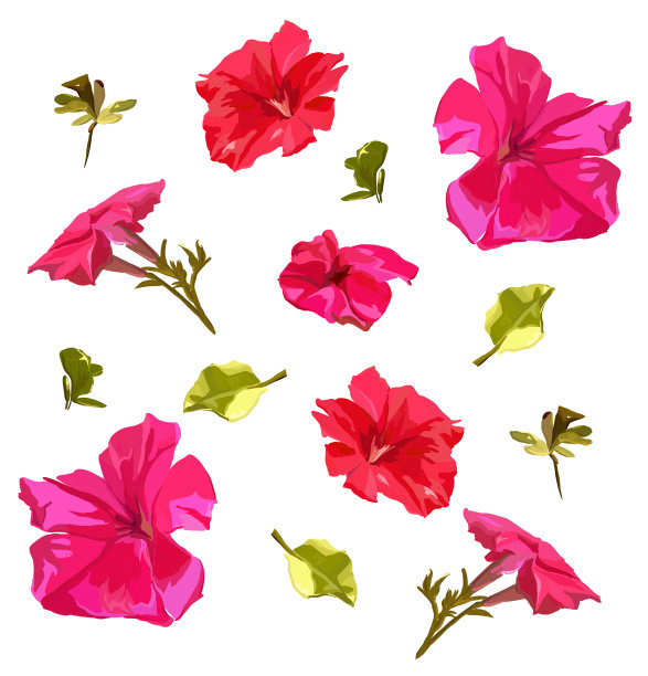 矢量插图无缝纹理的矮牵牛花，植物纹理的明信片，海报，笔记本。图片下载