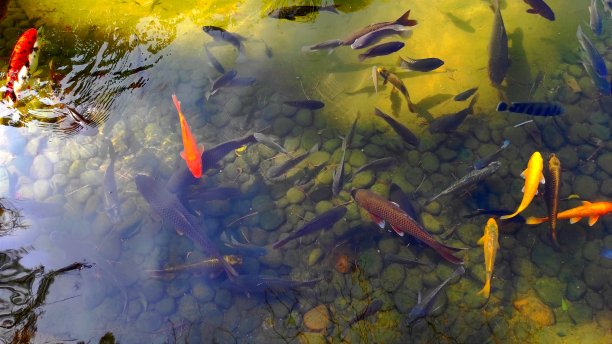 色彩斑斓的锦鲤鱼图片下载