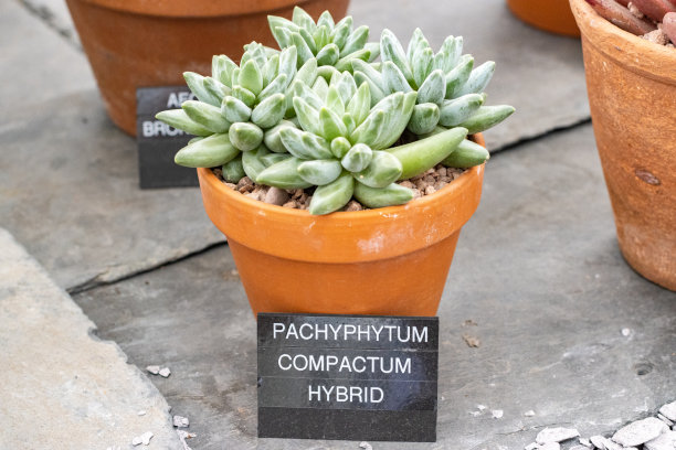 Pachyphytum compactm杂交'Little Jewel'在伦敦，英国图片下载