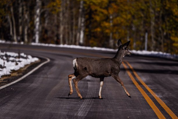 6号公路上的鹿图片下载
