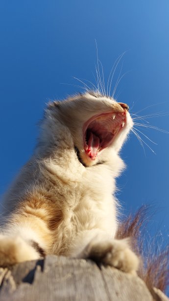可爱的毛茸茸的猫在晴朗的蓝天下打哈欠图片下载