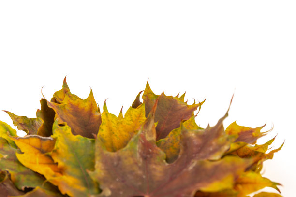 在白色的背景上给秋天的枫叶着色。图片下载