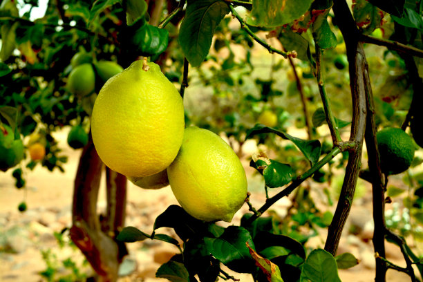 柠檬树上的柠檬图片下载