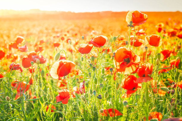 罂粟花田图片下载