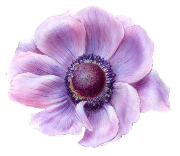 水彩画插图，银莲花图片下载