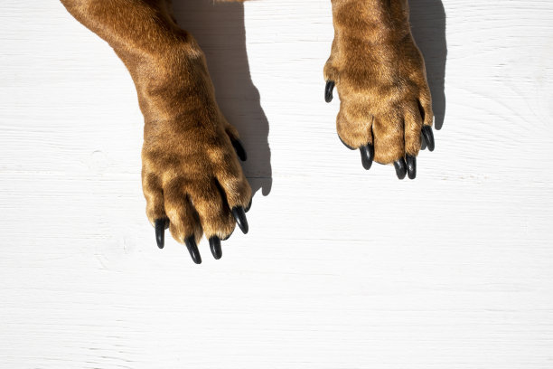 狗的爪子在白色的木制背景上。顶视图,特写。图片下载