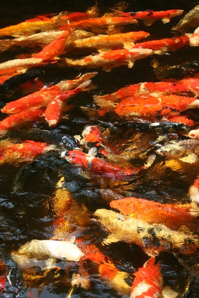美丽的花式鲤鱼在花园里的池塘里进食。日本锦鲤在锦鲤池漂浮在水中，从上面看。许多五颜六色的鱼在一个地方-黄色的鱼，橙色的鱼。图片下载