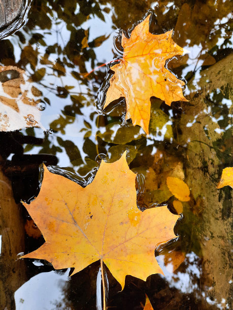 秋天的枫叶图片下载