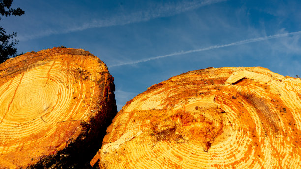 新砍的松木渗出树脂图片下载