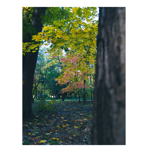 粉红先生图片下载