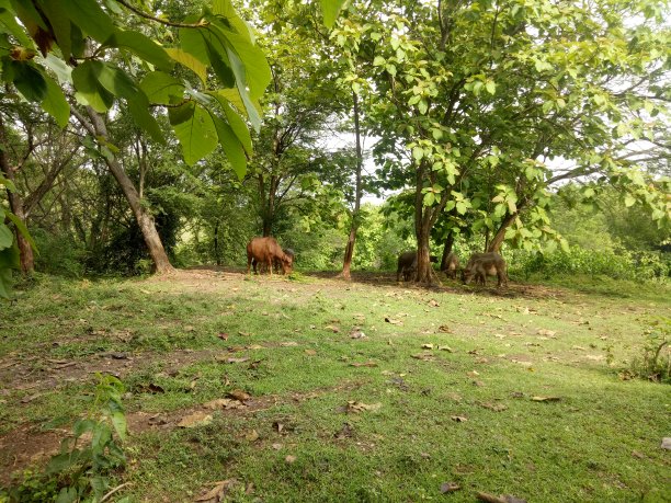 一些水牛正在树荫下吃草的照片图片下载