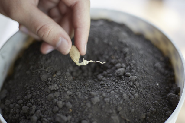 农夫把种子种在花盆里的地里，播种新的作物图片下载