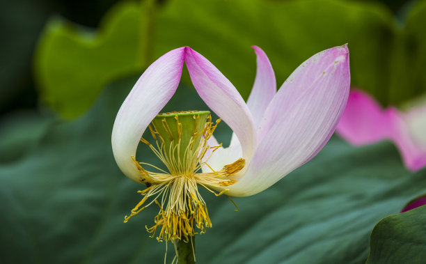 一朵红色的莲花，画出一个美丽的身影图片下载