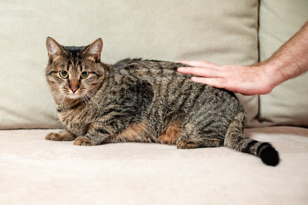抚摸一只小猫。动物肖像的灰色扒猫在家里的沙发上。概念摄影，家猫坐着放松，男人手在照片图片下载