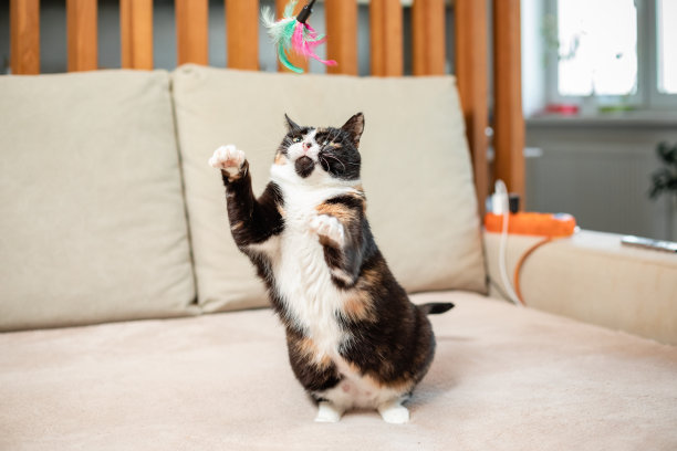 猫去找玩具老鼠，和人玩。一只猫在沙发上，室内照片。小猫在房间里，家的内部。家畜的家庭生活。图片下载