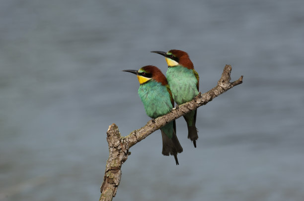 吃蜜蜂的人（梅罗佩斯阿皮亚斯特）图片下载