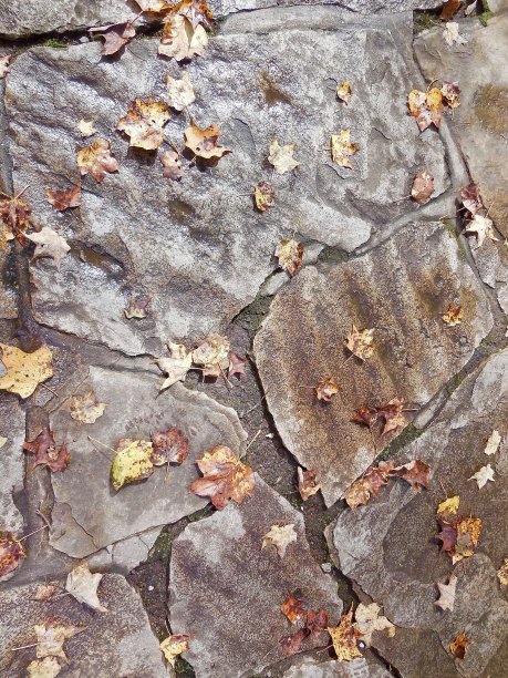 小径上的秋叶图片下载