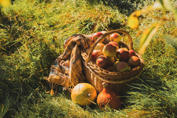 绿色的田野上放满了苹果和南瓜图片下载