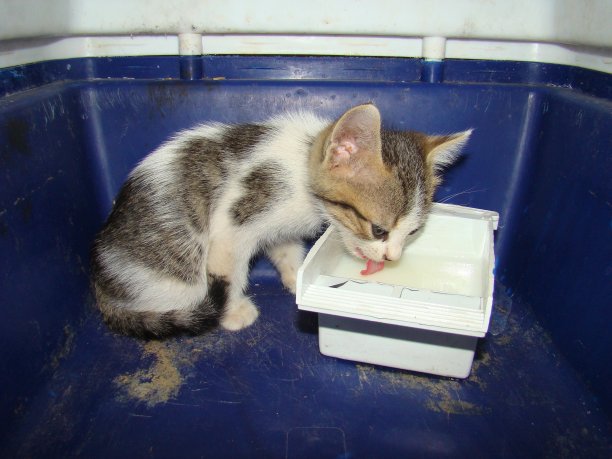 流浪小猫。在街上发现了一只孤儿猫，我带它去照顾它。我是一名兽医。小猫在喝牛奶。兽医，宠物。救助动物图片下载