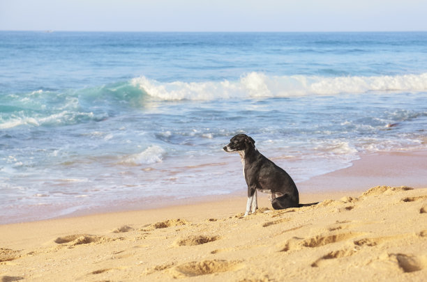 一只狗坐在热带海滩上。图片下载