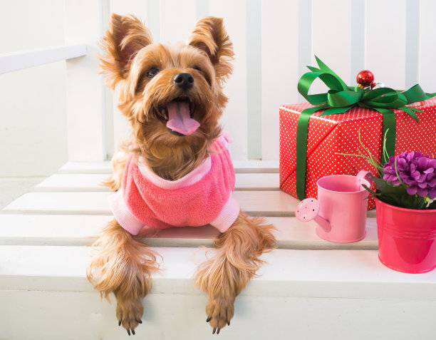 小可爱有趣的约克夏梗小狗狗在白色木桌圣诞。图片下载