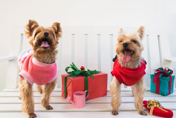 小可爱有趣的约克夏梗小狗狗在白色木桌圣诞。图片下载