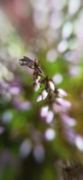 一张带有淡紫色花朵的石南花枝的特写。图片下载