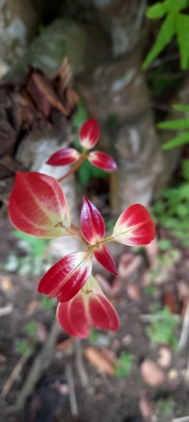 关闭彩色叶子头和叶子模糊的背景图片下载