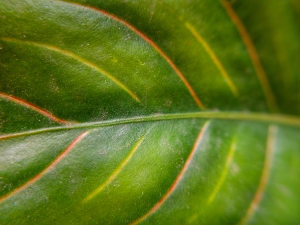 花园中绿叶的纹理和纹理图片下载