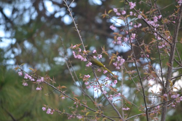一朵小花间的小鸟图片下载