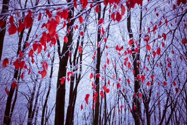 红色的冬天图片下载