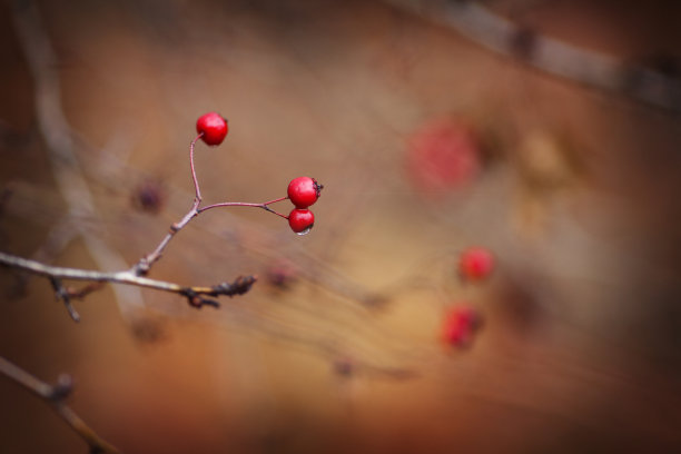 山楂枝上有红莓，深秋，空地。美丽的秋天背景图片下载