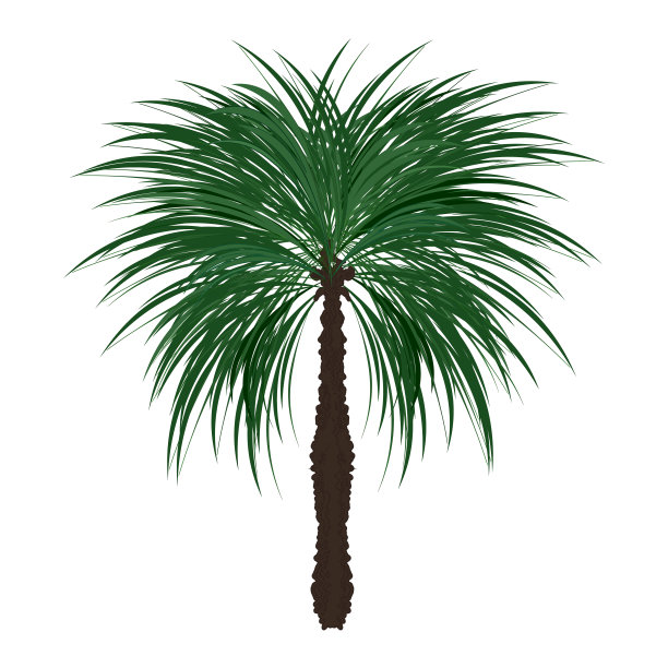 一棵逼真的棕榈树。孤立的手绘图片下载